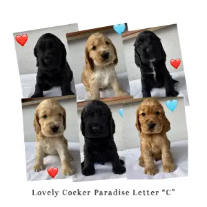 Cocker Spaniel anglais - Caramel Lovely Cocker Paradise