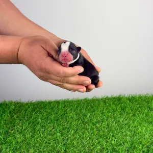 Boston Terrier - Honfy