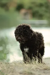 Лаготто-романьоло - Stelle Del Lagotto Amore Byron Beauty