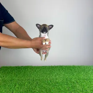 Chihuahua - Kimi