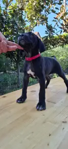 Cane Corso - Bonnie