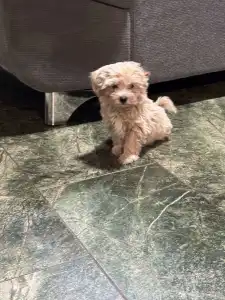 Maltipoo - Endi
