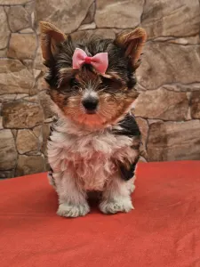 Biewer Terrier - Bianka