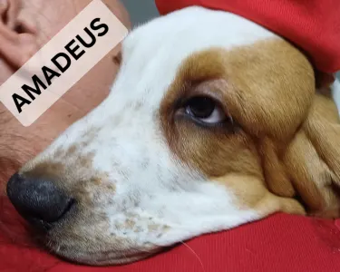 Basset Hound - Amadeus