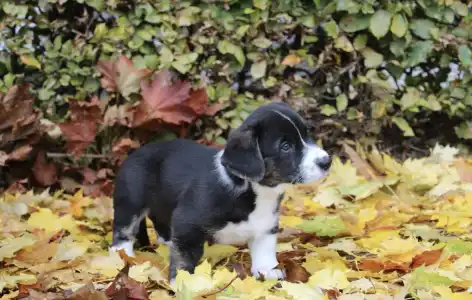 Cardigan welsh corgi - Anton Ebonit Exclusive