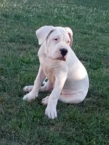 Argentin dog - Artemis Defensa Del Caballero