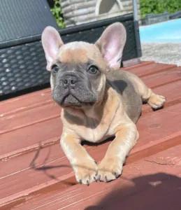 Французский бульдог - Ben