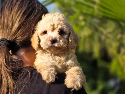 Cavapoo - Mia