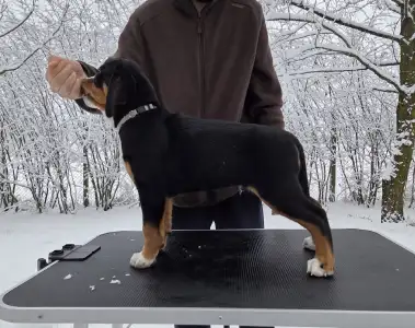 Great Swiss Mountain Dog - Jotunns Reach Asbjorn