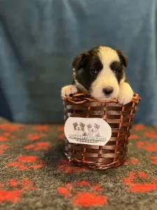 Border Collie - Gracy