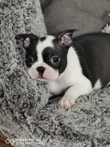 Boston Terrier - Bon-Bon