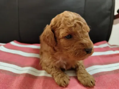 Trpasličí pudl - Sandy