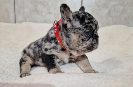 Французский бульдог - Black And Tan Girl