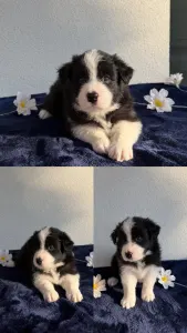 Border Collie - Fields Of Treasure Standing Ovation
