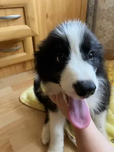 Border Collie - Dazzling Borders Alexander The Moonlight Dancer 