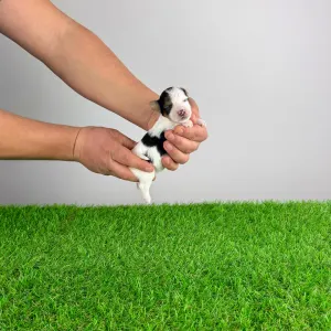 Biever Jorkširski terijer - Oliver