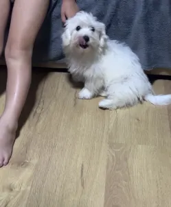 Coton de Tulear - Bubble