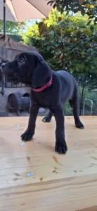Cane Corso - Bella