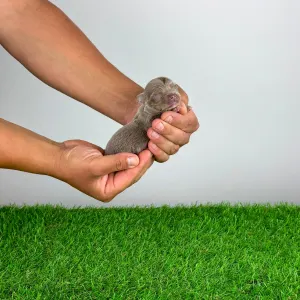 Chihuahua - Henky
