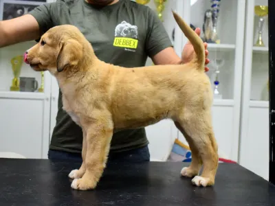 Central Asia Shepherd Dog - Japy