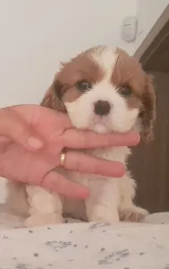 Cavalier King Čarles Španiel - Sze Tis Best Giorgio