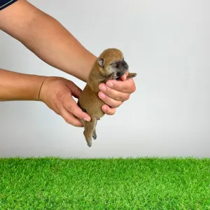 Shiba inu - Yarrow