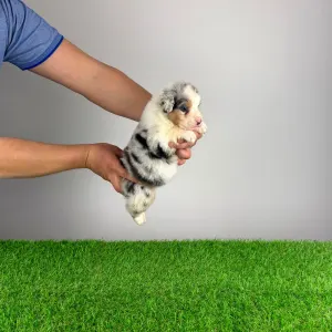 Ciobanesc Australian - Crispie