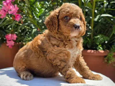 Cavapoo - Artheon