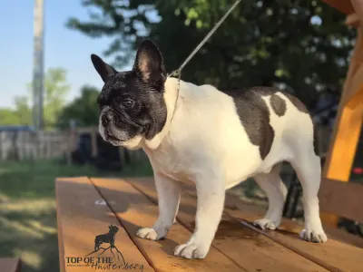 Francia bulldog - Imobile