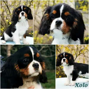 Kavalír King Charles španěl - Xolo