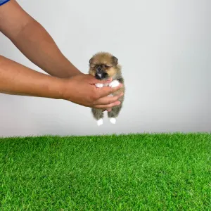Pomeranian - Mandarin