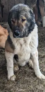 Central Asia Shepherd Dog - Gutrat