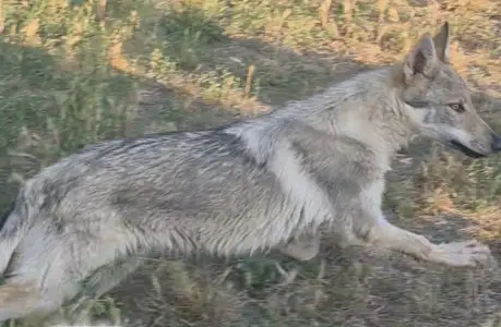 Tschechoslowakischer Wolfhund - Wolf