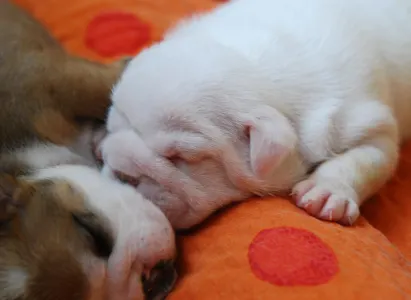 Bulldog - Rengőhegyi-ormán Diana