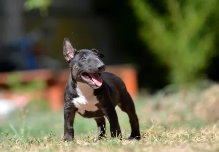 Bull terrier miniature - Oliver