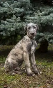 Irish Wolfhound - Berry