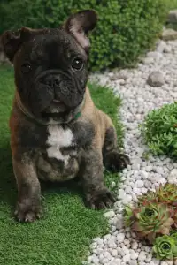 French Bulldog - Efe