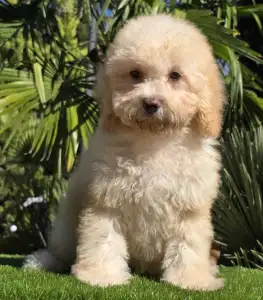 Cavapoo - Solo
