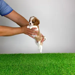 Cavalier King Charles Spaniel - Vinta