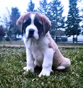 Szent Bernáthegyi kutya - Roger