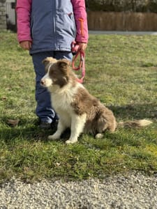 Border Collie - Lilac Boy