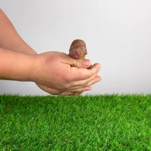 Caniche Toy - Felipo