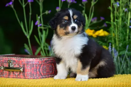 Australian Shepherd - Gingers Heritage Route King