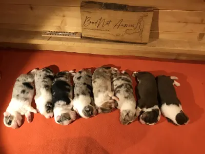 Australian Shepherd - Budnat Aussies