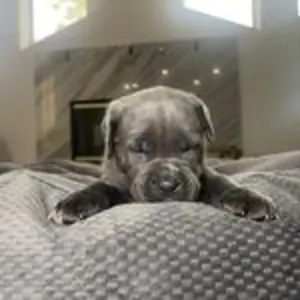 Cane corso - Ruby