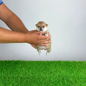 Shiba - Vana