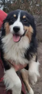 Miniatűr amerikai juhászkutya - Dailos You Got Me Intoxicated