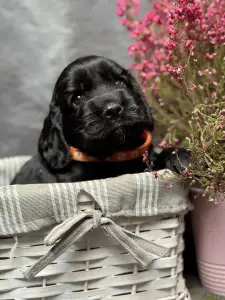 Englischer Cocker Spaniel - Empress