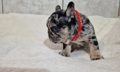 Французский бульдог - Black And Tan Girl