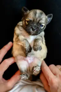 Chihuahua - Figo Wonderful Grove